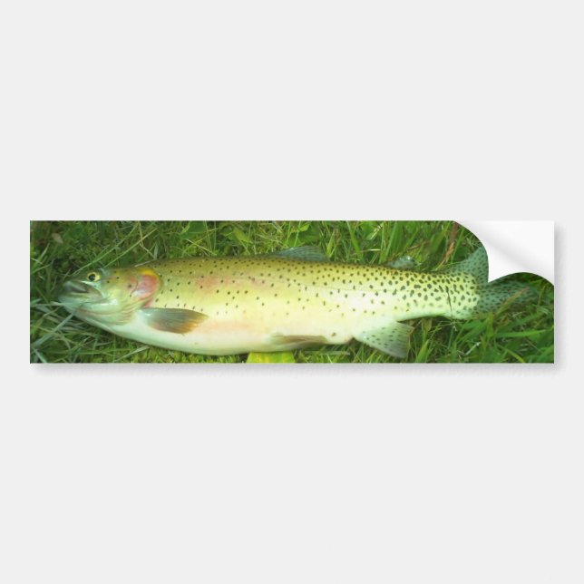 "cut throat trout" trout, fly, fishing bumper sticker (Front)