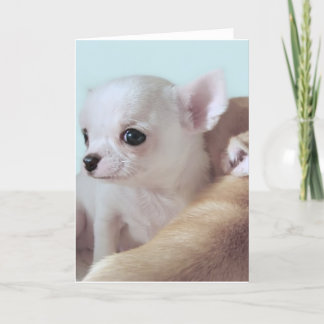 Cute 4 week old chihuahua puppies greeting card