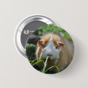 Cute, Abyssinian, Cream and White Guinea Pig 6 Cm Round Badge