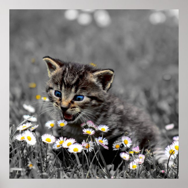 Cute Adorable Cat Kitten download and  Poster (Front)