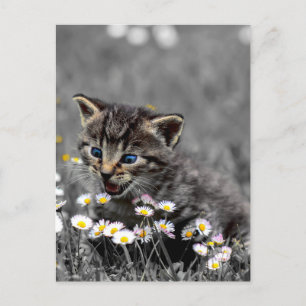 Cute Adorable Cat Kitten Postcard