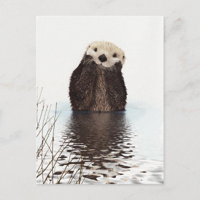 Cute Adorable Fluffy Otter Animal Postcard (Front)