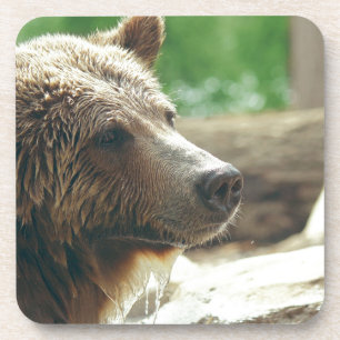 Cute Adorable Nature Bear Animal Face Eyes Coaster