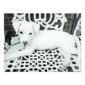 Cute Adorable White Puppy Photo Enlargement Print