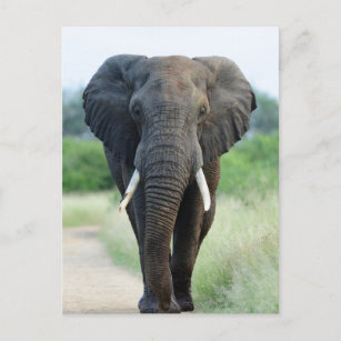 cute African Elephant Postcard