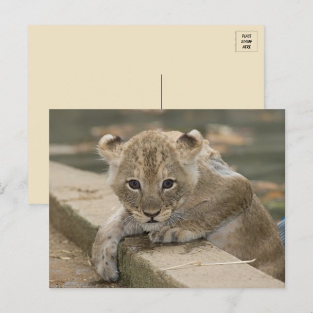 Cute African Lion Cub Postcard (Front/Back)