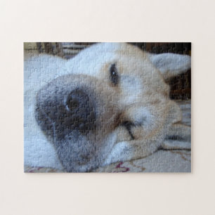 cute akita asleep original dogs sleeping photo jigsaw puzzle