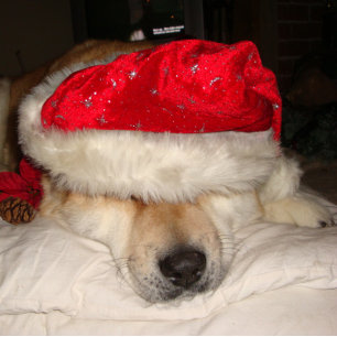 cute akita dog sleeping dressed for christmas jigsaw puzzle