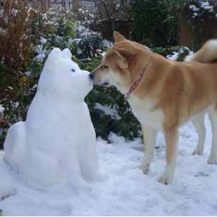 cute akita kissing snowman akita photo christmas square sticker