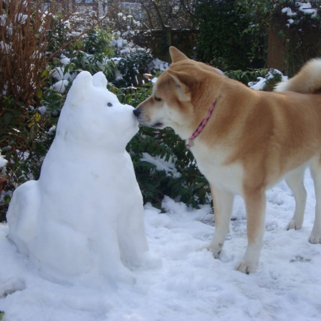 cute akita kissing snowman akita photo christmas square sticker (Creator Uploaded)