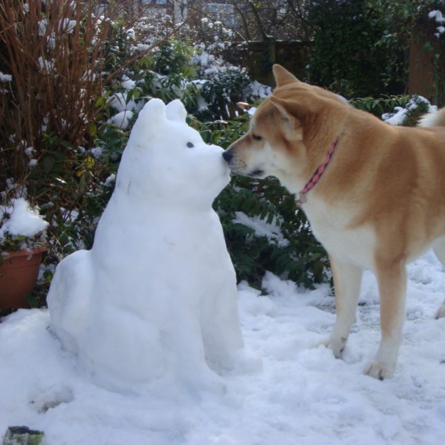 cute akita kissing snowman akita photo christmas square sticker (Creator Uploaded)