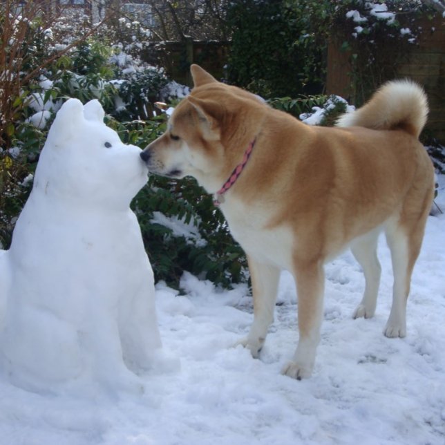 cute akita kissing snowman akita photograph jigsaw puzzle (Creator Uploaded)