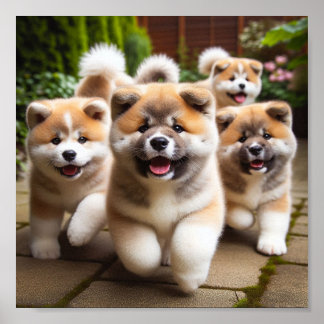 cute Akita puppies Poster