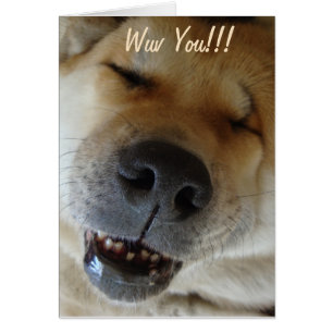 cute akita smiling funny dog love 