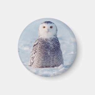 Cute Alaska Arctic Snowy Owl Photo Magnet