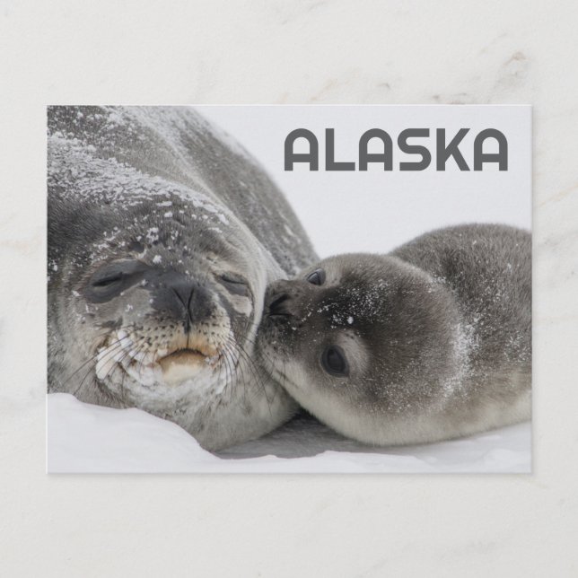 Cute Alaska Baby Seal and Mum Postcard (Front)