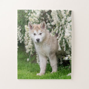 Cute Alaskan Malamute Dog Puppy in Flowers Photo Jigsaw Puzzle