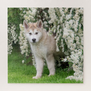 Cute Alaskan Malamute Dog Puppy in Flowers Photo  Jigsaw Puzzle