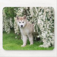 Cute Alaskan Malamute Dog Puppy in Flowers Photo -