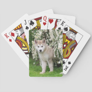 Cute Alaskan Malamute Dog Puppy in Flowers Photo   Playing Cards