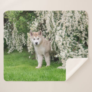 Cute Alaskan Malamute Dog Puppy in Flowers Photo  Sherpa Blanket