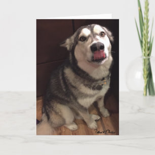 Cute Alaskan Malamute Photograph Template