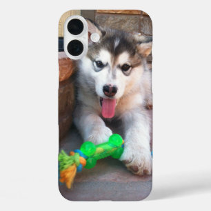 Cute Alaskan Malamute Puppy Photograph iPhone 16 Plus Case