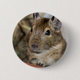 Cute Alert Degu Photograph 6 Cm Round Badge