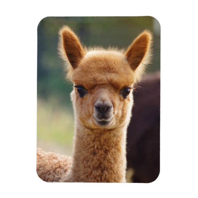 Cute Alpaca Magnet (Vertical)