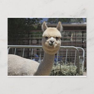 Cute Alpaca Postcard