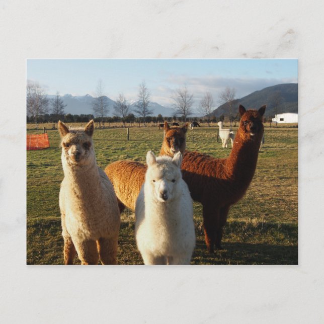 Cute Alpacas Postcard (Front)