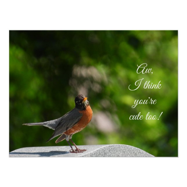 Cute American Robin *customise* Poster (Front)