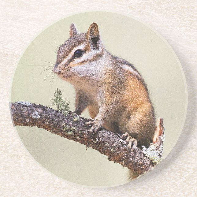 Cute and Chubby Chipmunk Coaster (Front)