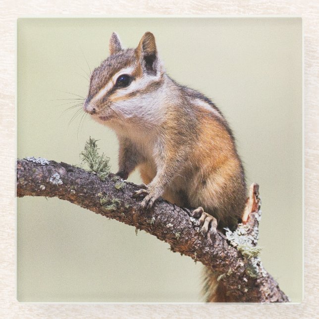 Cute and Chubby Chipmunk Glass Coaster (Front)