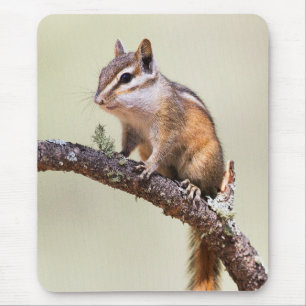Cute and chubby chipmunk mouse pad