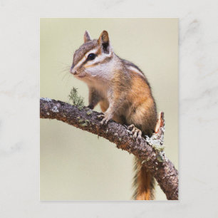 Cute and chubby chipmunk postcard