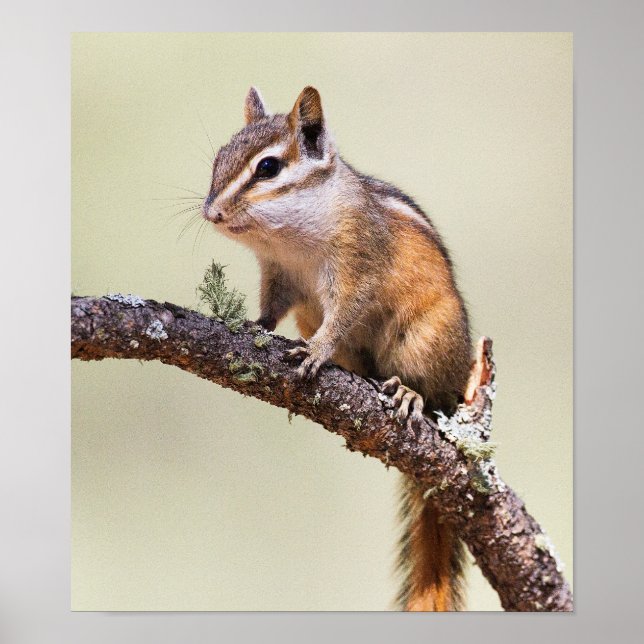 Cute and Chubby Chipmunk Poster (Front)