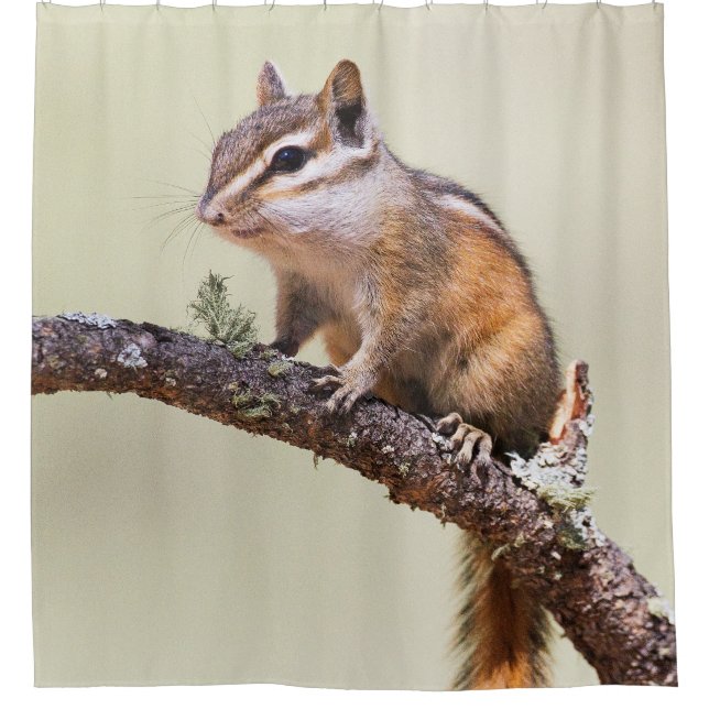 Cute and chubby chipmunk shower curtain (Front)