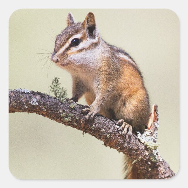 Cute and chubby chipmunk square sticker (Front)