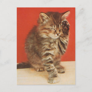 Cute and cuddly kitten postcard