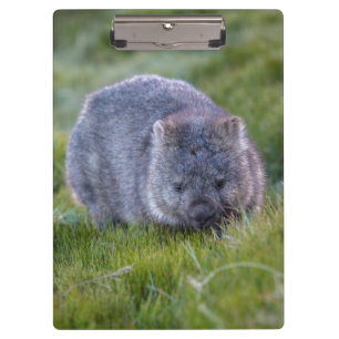Cute and cuddly Wombat Tasmania Australia Clipboard