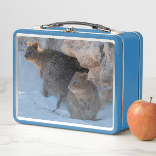 Cute and happy Quokkas on the beach in Australia Metal Lunch Box