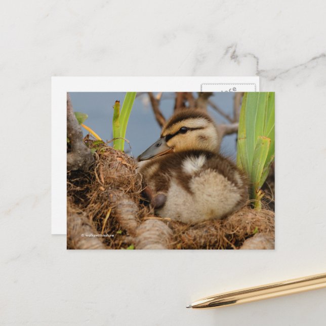Cute and Precocious Mallard Duckling Postcard (Front/Back In Situ)