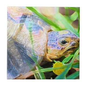 Cute Angulate Tortoise South Africa Details Ceramic Tile