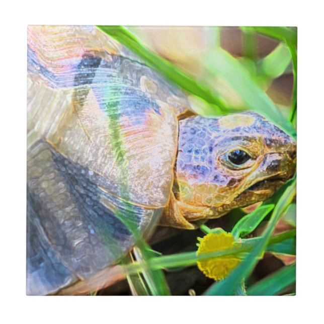 Cute Angulate Tortoise South Africa Details Ceramic Tile (Front)