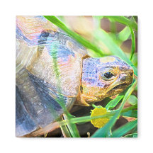 Cute Angulate Tortoise South Africa Details