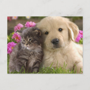 Cute Animals Postcard