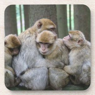 Cute Ape Family Group Hug Photograph Coaster