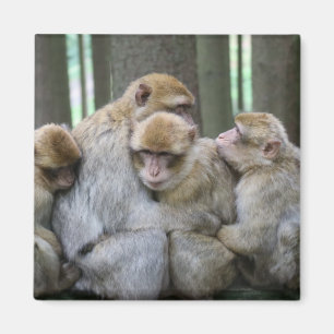 Cute Ape Family Group Hug Photograph Magnet