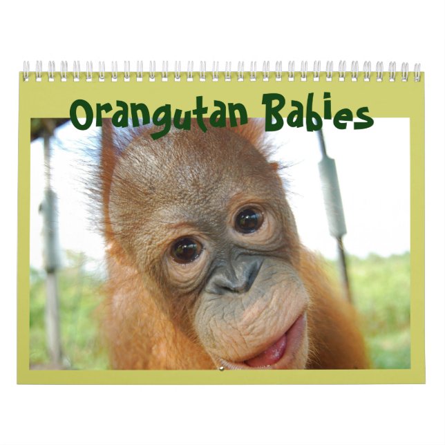 Cute Apes Orangutan Wildlife Calendar (Cover)